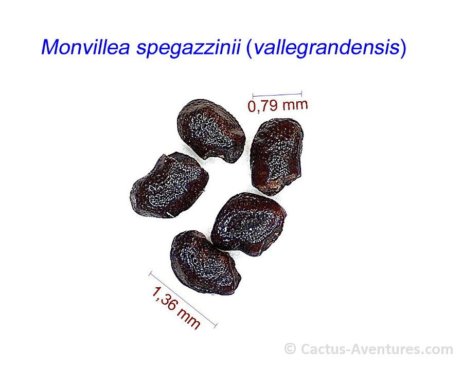 Monvillea spegazzinii (vallegrandensis)